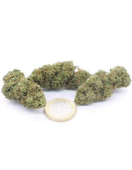 Mimosa CBD - fiori CBD